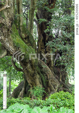 安久山の大シイの木　千葉県 40520066