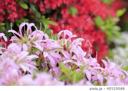 薄紫色のツツジ　ハナグルマ（花車） 40520086