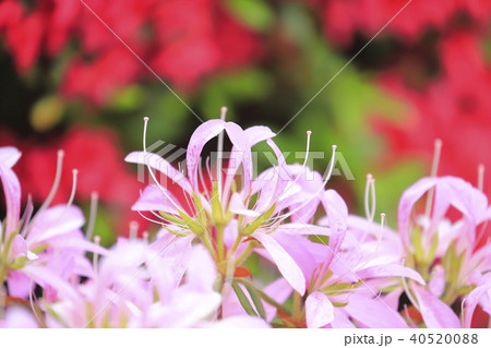 薄紫色のツツジ ハナグルマ(花車) 薄紫色のツツジ ハナグルマ(花車) 40520088