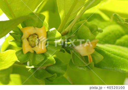 自然　植物　カキノキ、雌花です。花の中心には柱頭が、周りにはヘタになる大きな萼片が目立ちます 40520100