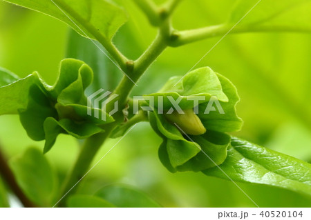 自然　植物　カキノキ、雌花です。同じ木の枝ごとに雌花と雄花を別々に付けるそうです 40520104