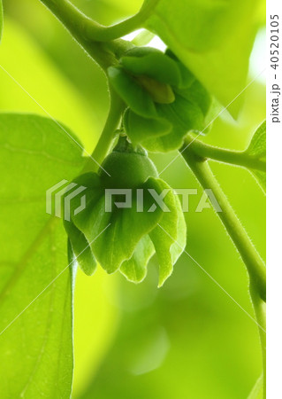 自然　植物　カキノキ、雌花の蕾です。横から見ると丸い形の子房が見えます 40520105