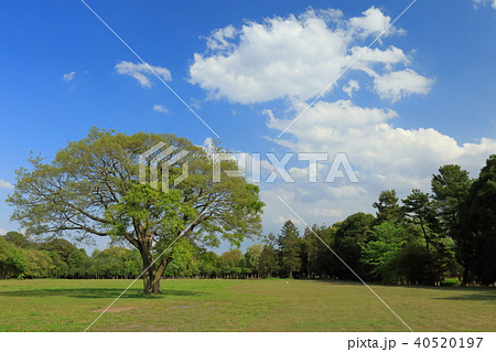 館林 つつじヶ丘公園 ツツジ 館林 つつじヶ丘公園 ツツジ 40520197