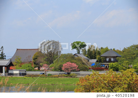 館林　つつじヶ丘公園　ツツジ 40520198
