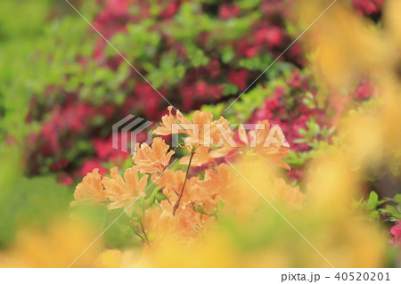 満開のツツジ 40520201