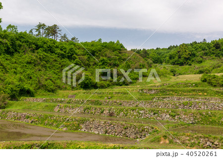 宮城丸森　沢尻の棚田 40520261