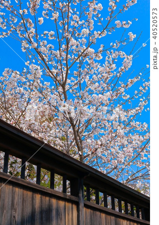 塀の向こうの桜 40520573
