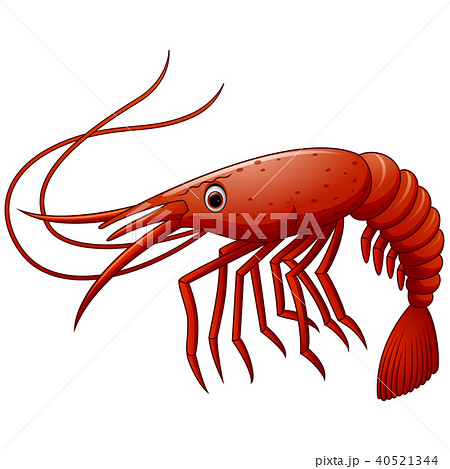 Cute shrimp cartoon illustration 40521344