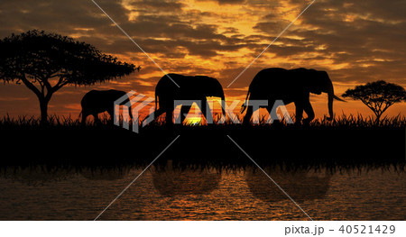 A family of elephants on a walk A family of elephants on a walk 40521429