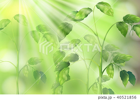 Plant Leaf on Green Background Plant Leaf on Green Background 40521856