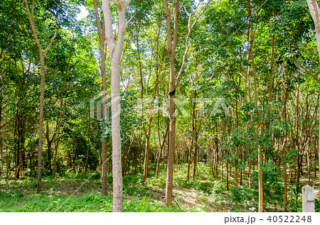 Rubber tree garden Rubber tree garden 40522248