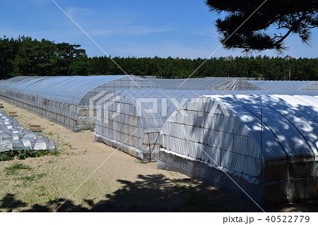 ビニールハウス ビニールハウス 40522779