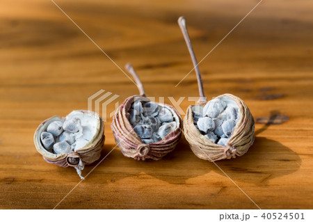 Amomum villosum Lour dried opened fruits Amomum villosum Lour dried opened fruits 40524501