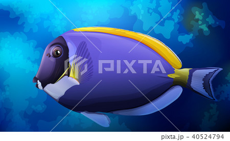 Blue Tang Fish in Ocean 40524794