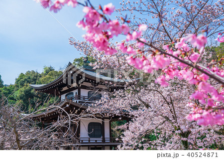 京都 勧修寺の桜 京都 勧修寺の桜 40524871