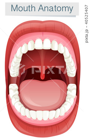 Human Mouth Anatomy on White Background Human Mouth Anatomy on White Background 40525407