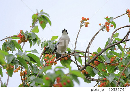 サクランボの木の上のオナガ 40525744