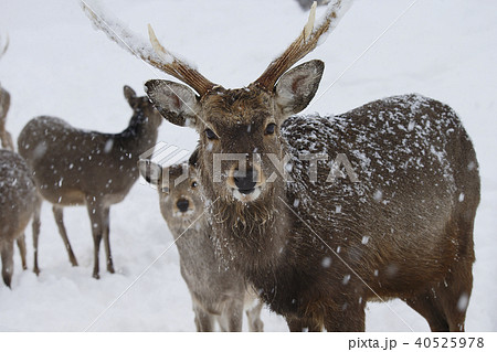 エゾシカ エゾシカ 40525978