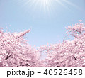 満開の桜 40526458