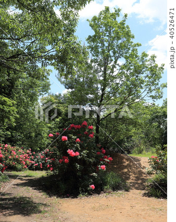 五月山・瓢箪島 40526471