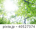 新緑の季節　光の輝き 40527374