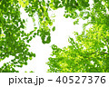 新緑の季節 40527376