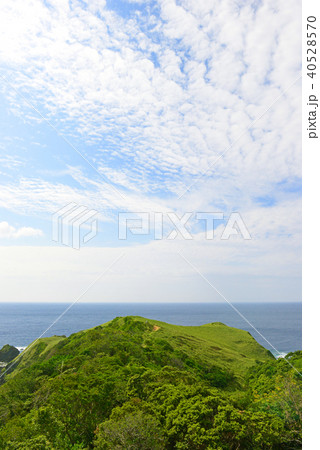 奄美大島 ササントウ 宮古崎 奄美大島 ササントウ 宮古崎 40528570
