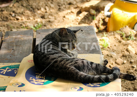 猫 ねこ ネコ 40529240