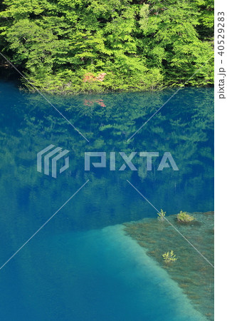 新緑映る奥四万湖 新緑映る奥四万湖 40529283