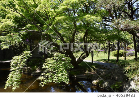 松籟庵　新緑の茅ヶ崎 40529433