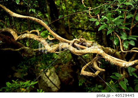 奄美大島　モダマ 40529445