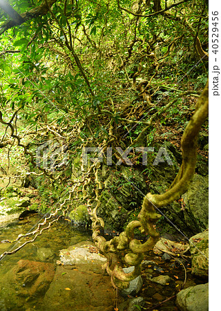 奄美大島　モダマ 40529456