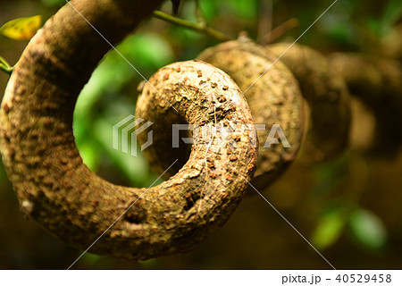 奄美大島　モダマ 40529458