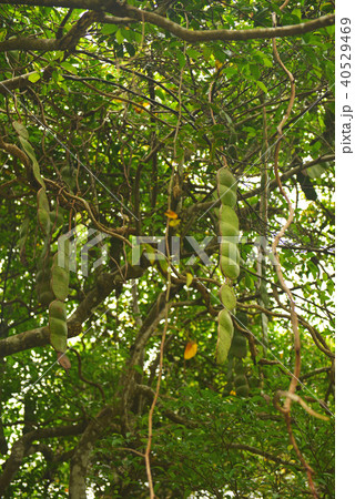 奄美大島　モダマ 40529469