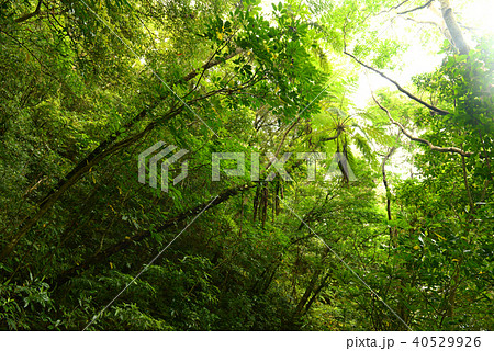 金作原原生林 奄美大島 金作原原生林 奄美大島 40529926