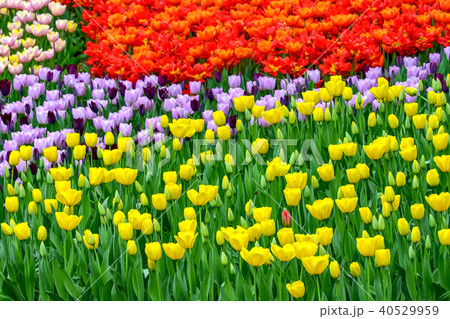 美しいチューリップの花 40529959