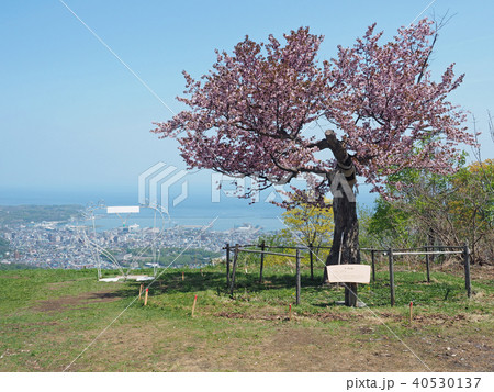 小樽 天狗桜 小樽 天狗桜 40530137