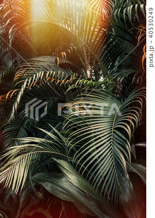 Dark green palm leaves pattern with sun light Dark green palm leaves pattern with sun light 40530249