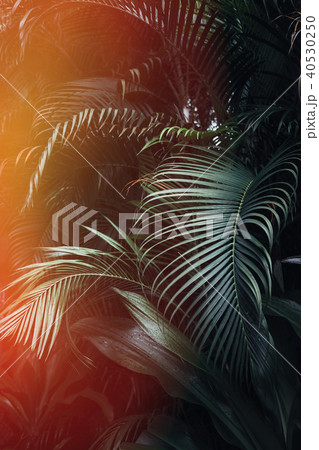 Dark green palm leaves pattern with sun light Dark green palm leaves pattern with sun light 40530250