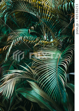 Deep dark green palm leaves pattern 40530253