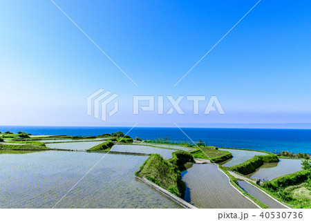 袖志の棚田　京都　 40530736