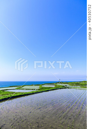 袖志の棚田　京都　 40530752