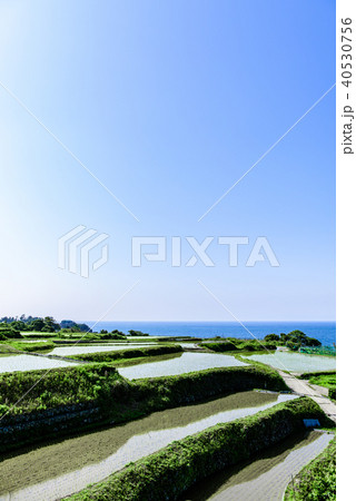 袖志の棚田　京都　 40530756