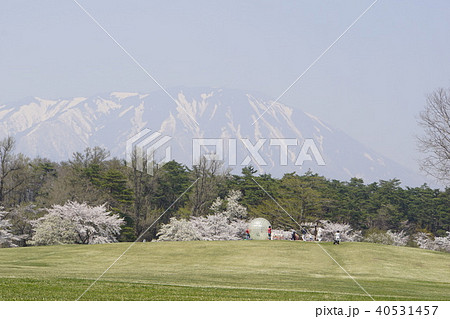 小岩井農場 岩木山 桜 牧場 小岩井農場 岩木山 桜 牧場 40531457