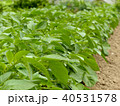 開花前のジャガイモ畑 40531578