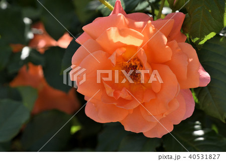 バラ（ウェスターランド） 40531827