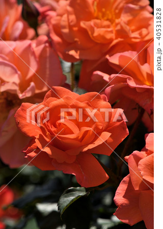 バラ(ウェスターランド) バラ(ウェスターランド) 40531828