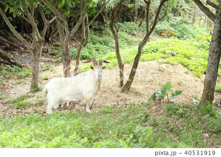 新城島のヤギ 40531919