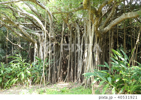 カジュマルの木 40531921