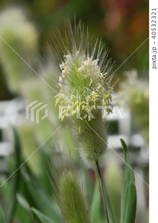 ラグラス 40532321